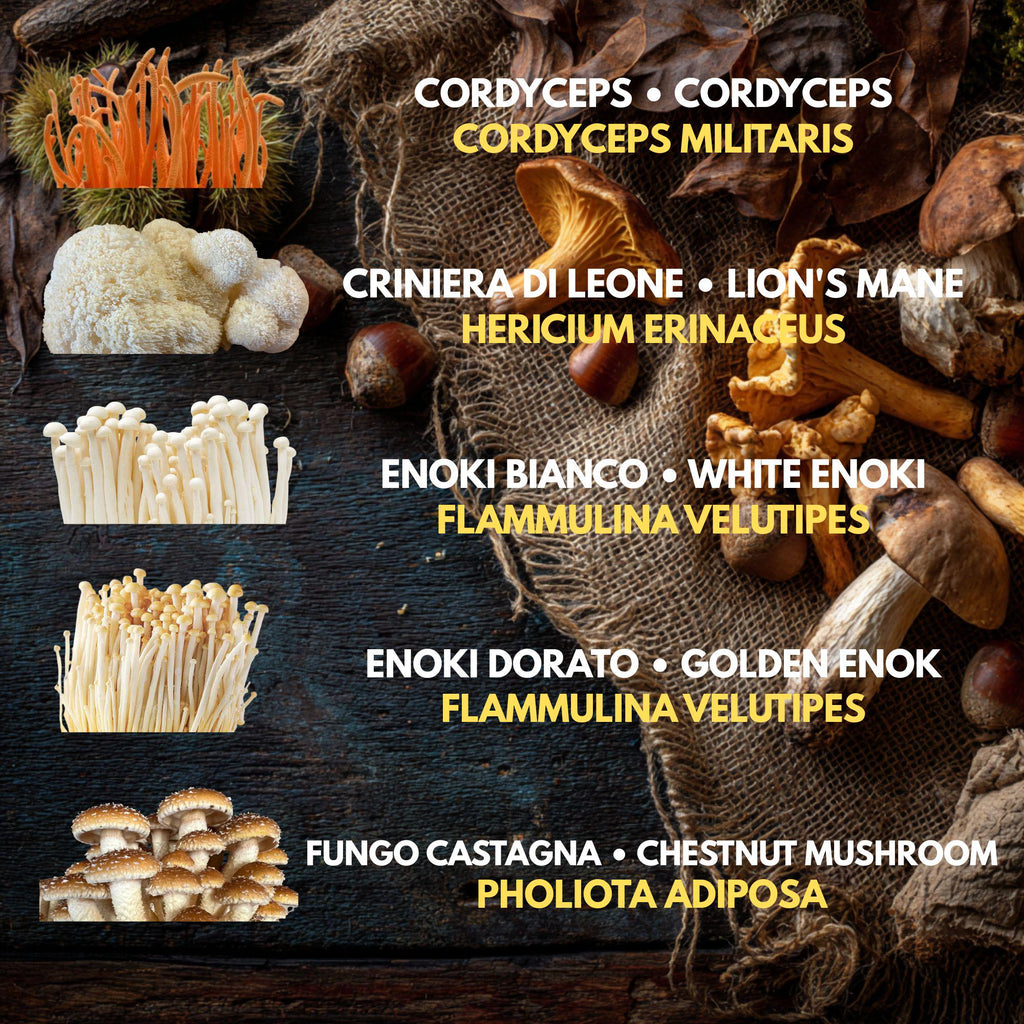 10 Liquid Culture Bundle | Gourmet Mushroom Cultures | 50+ Varieties Available | Premium Mycelium