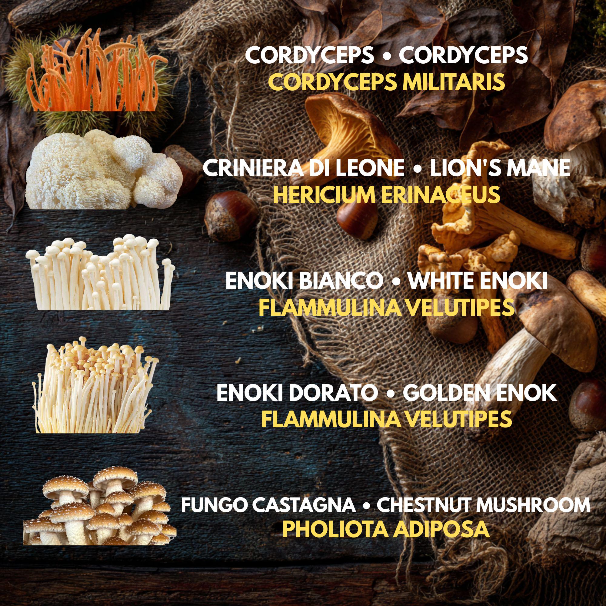 10 Liquid Culture Bundle | Gourmet Mushroom Cultures | 50+ Varieties Available | Premium Mycelium