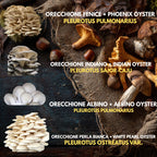 5  Liquid Culture Bundle | Gourmet Mushroom Cultures | 50+ Varieties Available | Premium Mycelium
