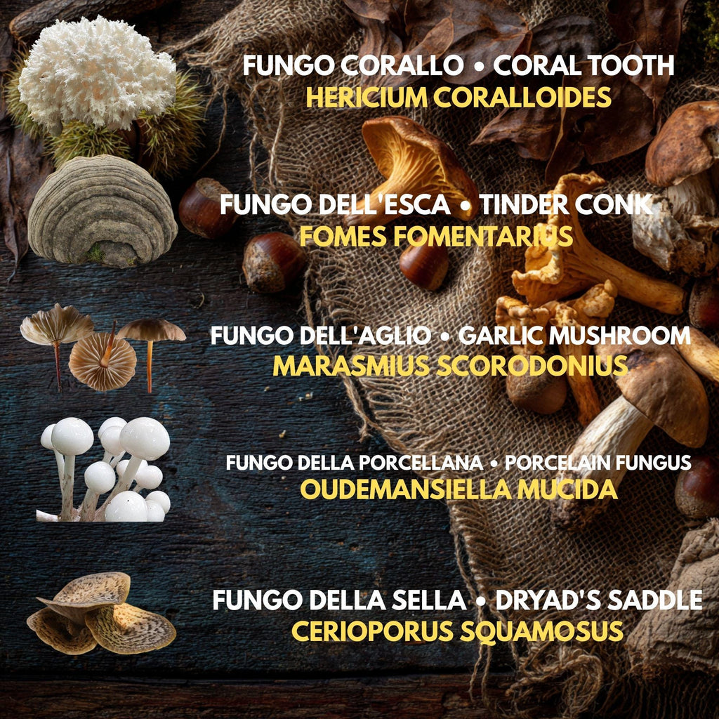 10 Liquid Culture Bundle | Gourmet Mushroom Cultures | 50+ Varieties Available | Premium Mycelium