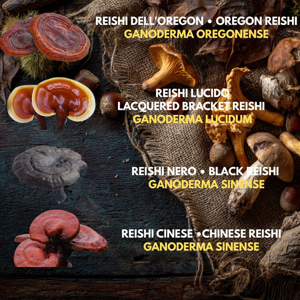 5  Liquid Culture Bundle | Gourmet Mushroom Cultures | 50+ Varieties Available | Premium Mycelium