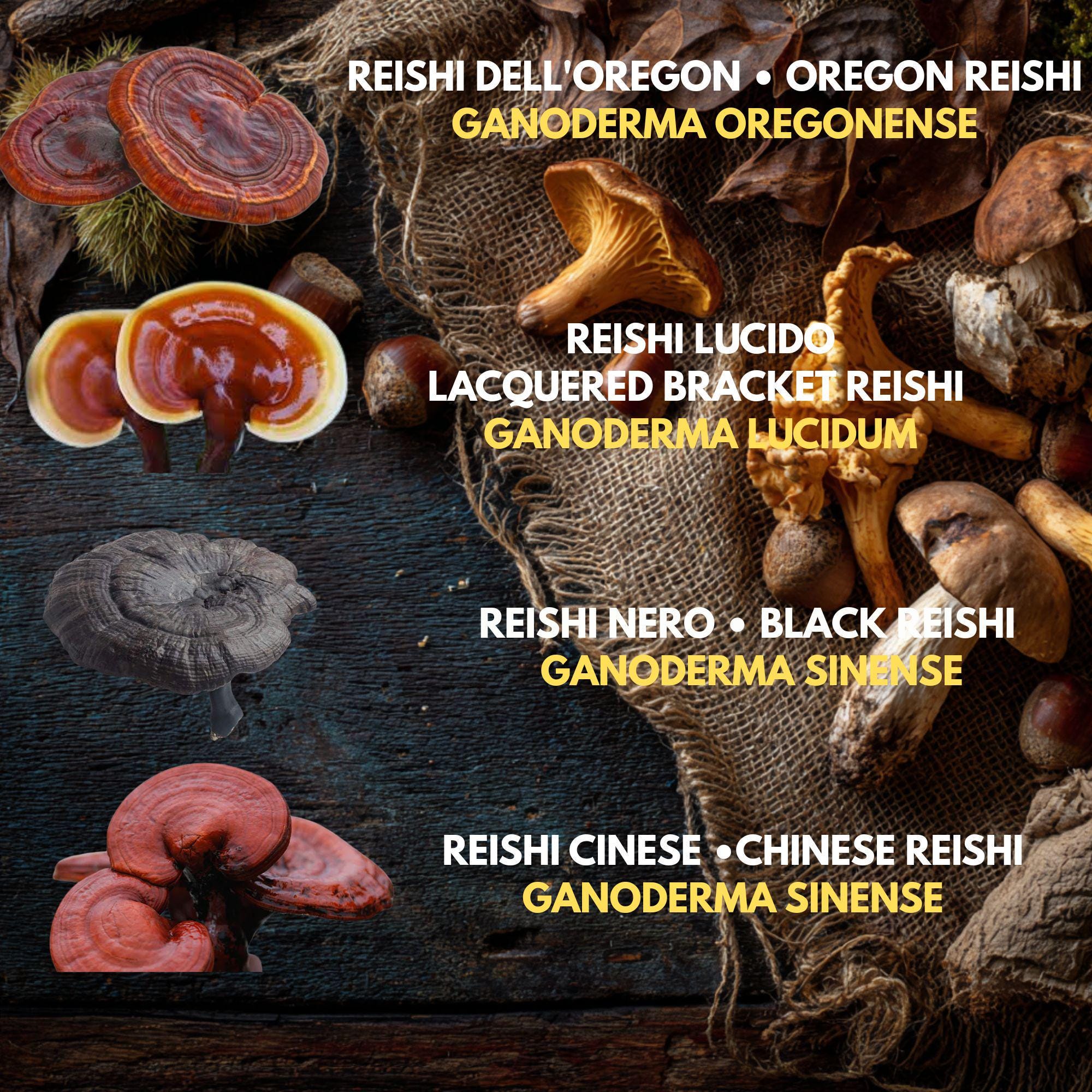 5  Liquid Culture Bundle | Gourmet Mushroom Cultures | 50+ Varieties Available | Premium Mycelium