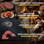 10 Liquid Culture Bundle | Gourmet Mushroom Cultures | 50+ Varieties Available | Premium Mycelium