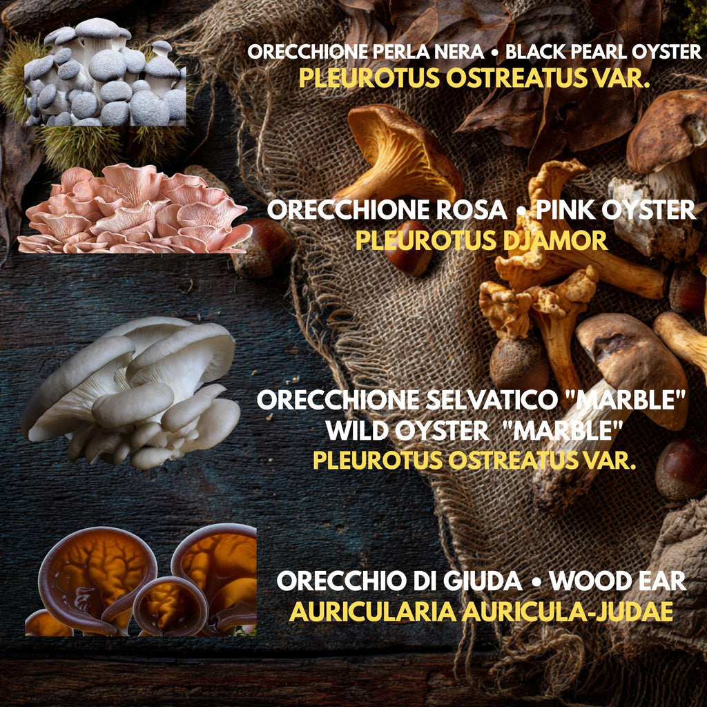5  Liquid Culture Bundle | Gourmet Mushroom Cultures | 50+ Varieties Available | Premium Mycelium