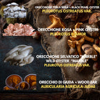 5  Liquid Culture Bundle | Gourmet Mushroom Cultures | 50+ Varieties Available | Premium Mycelium