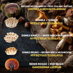 5  Liquid Culture Bundle | Gourmet Mushroom Cultures | 50+ Varieties Available | Premium Mycelium