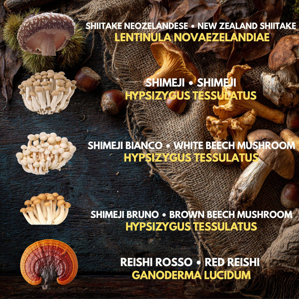 10 Liquid Culture Bundle | Gourmet Mushroom Cultures | 50+ Varieties Available | Premium Mycelium