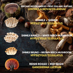 10 Liquid Culture Bundle | Gourmet Mushroom Cultures | 50+ Varieties Available | Premium Mycelium