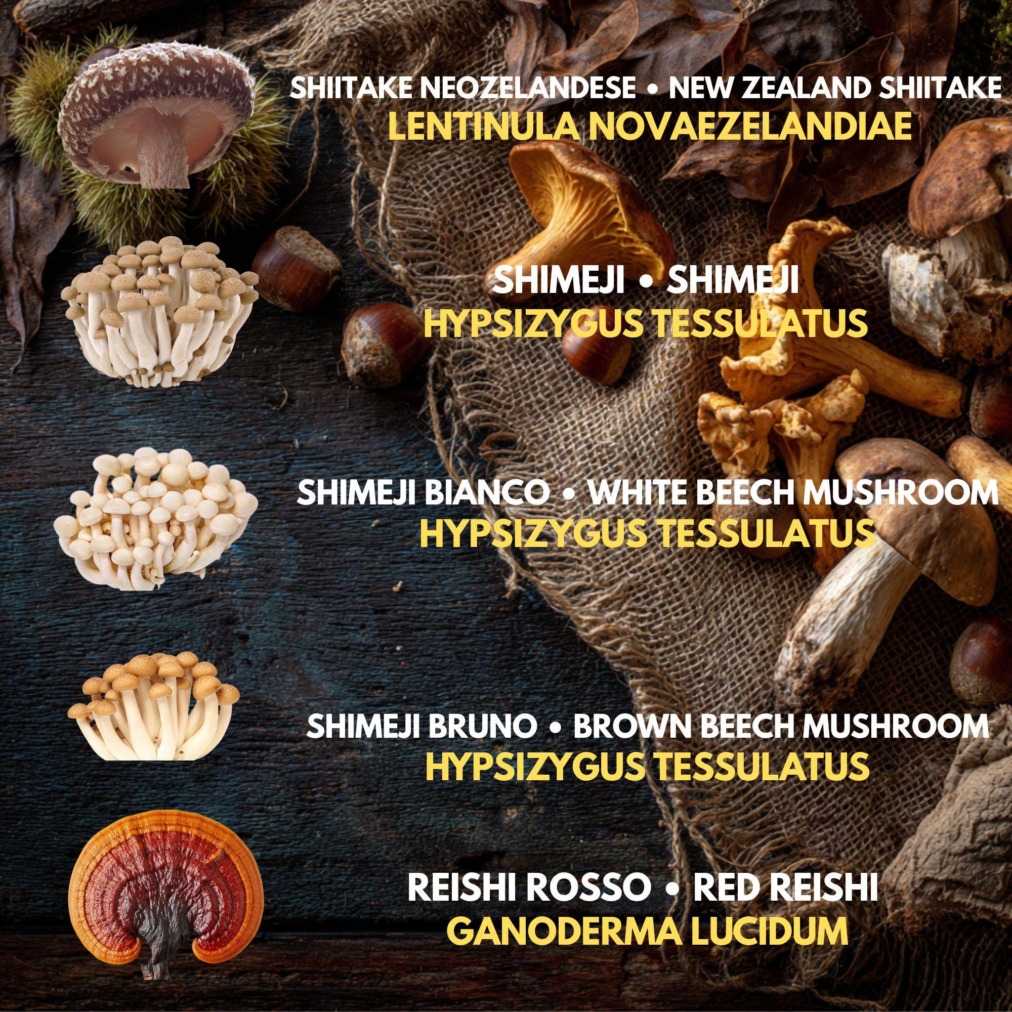 10 Liquid Culture Bundle | Gourmet Mushroom Cultures | 50+ Varieties Available | Premium Mycelium