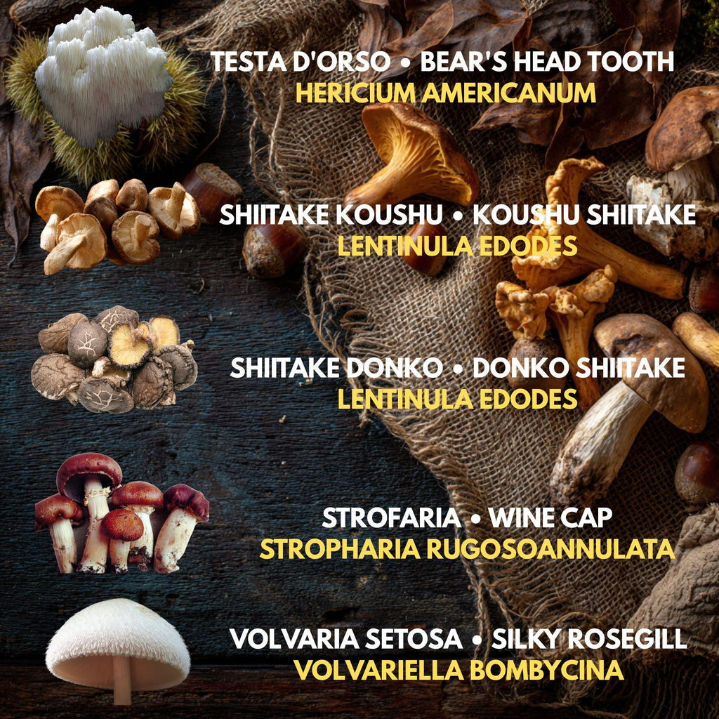 10 Liquid Culture Bundle | Gourmet Mushroom Cultures | 50+ Varieties Available | Premium Mycelium