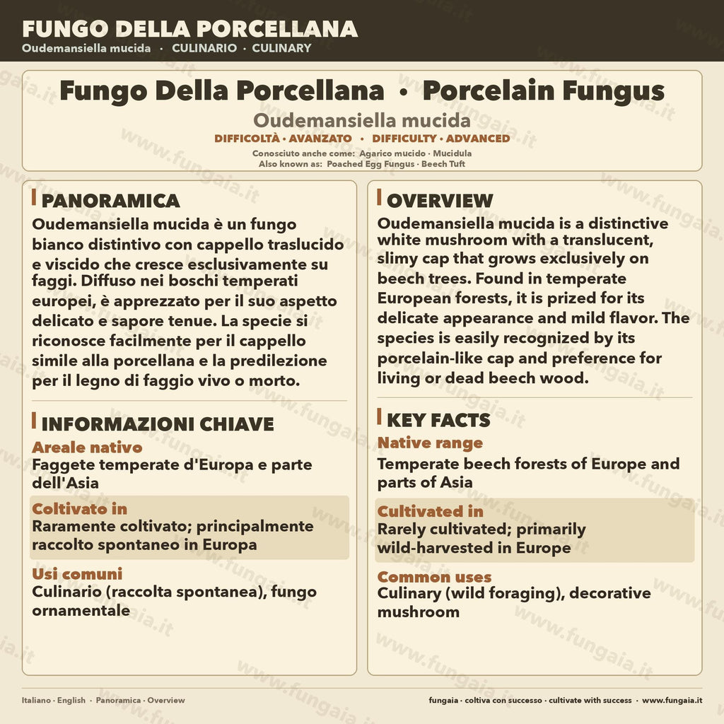 Oudemansiella mucida Liquid Culture • Porcelain Fungus • Gourmet Mushroom Mycelium