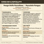 Oudemansiella mucida Liquid Culture • Porcelain Fungus • Gourmet Mushroom Mycelium