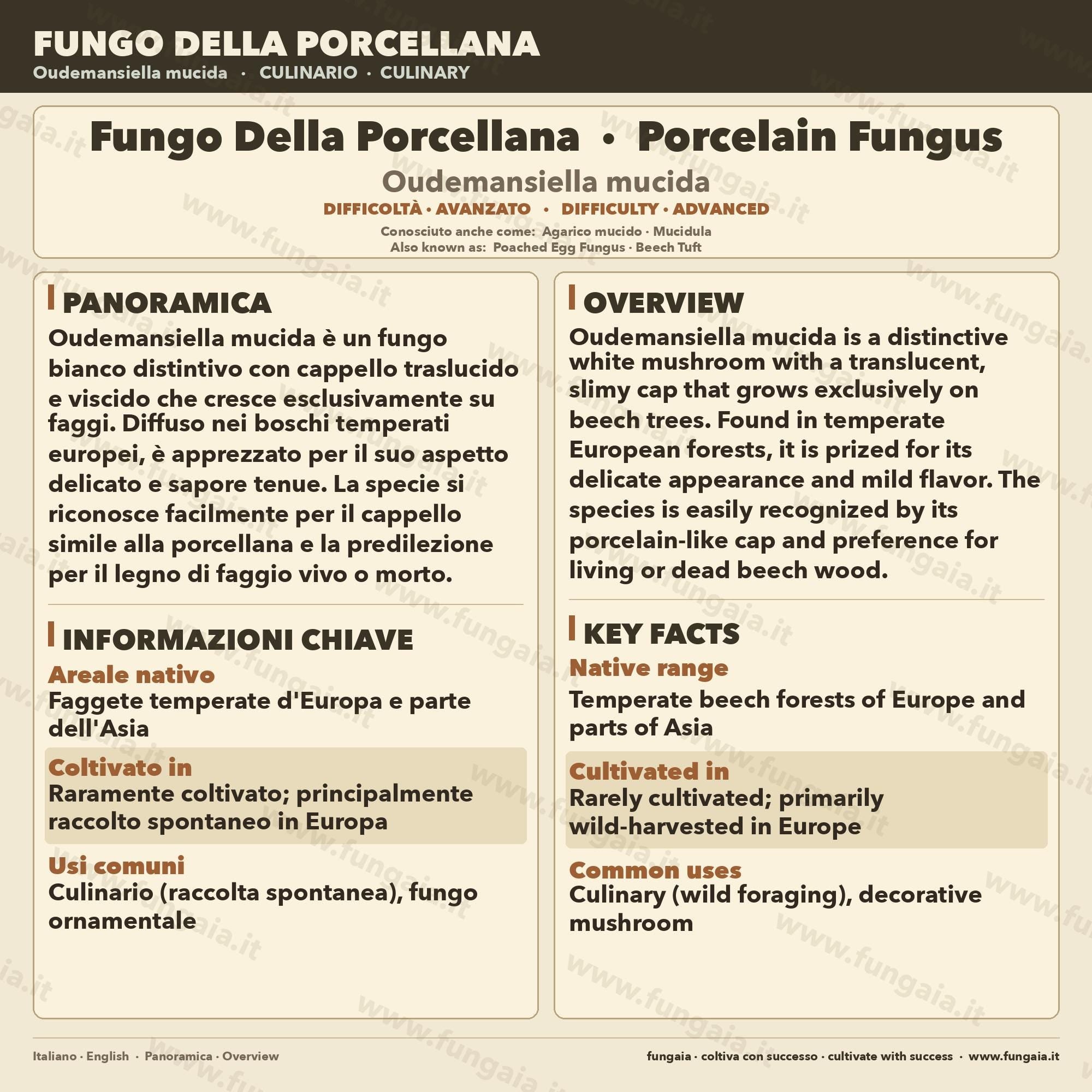 Oudemansiella mucida Liquid Culture • Porcelain Fungus • Gourmet Mushroom Mycelium