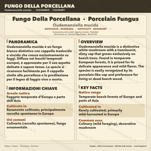 Oudemansiella mucida Liquid Culture • Porcelain Fungus • Gourmet Mushroom Mycelium