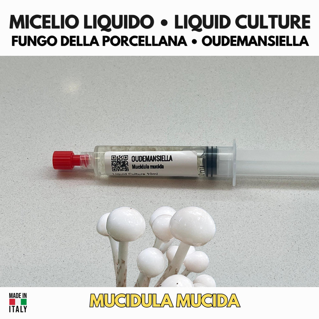 Oudemansiella mucida Liquid Culture • Porcelain Fungus • Gourmet Mushroom Mycelium