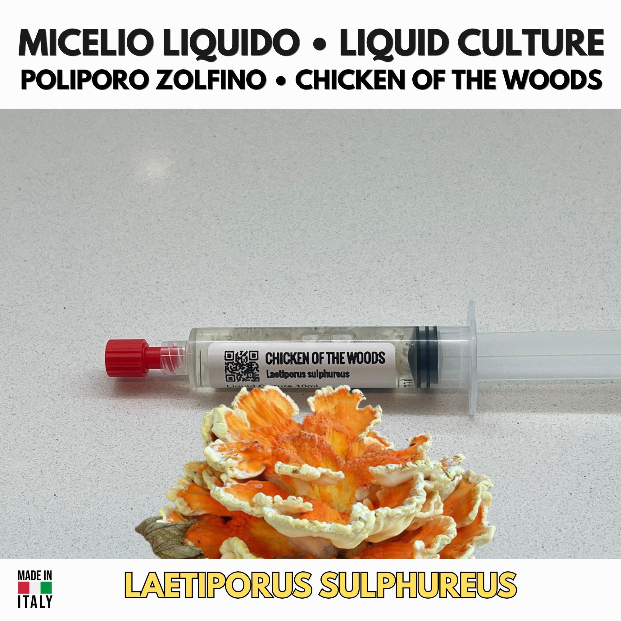 Laetiporus sulphureus Liquid Culture • Chicken of the Woods • Sulphur Polypore Mycelium