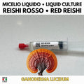 Red Reishi Liquid Culture | Ganoderma lucidum | Premium Mycelium for Gourmet Mushroom Cultivation