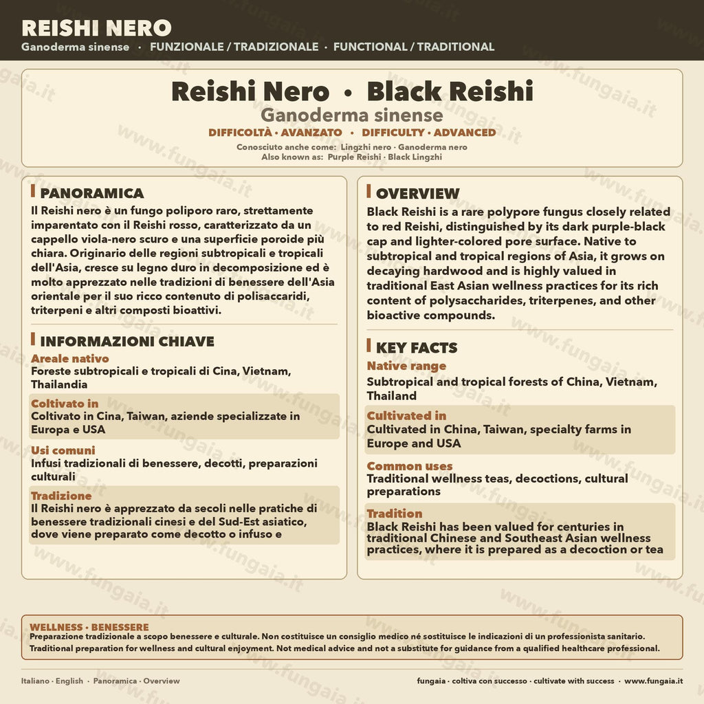 Ganoderma sinense Black Reishi Liquid Culture • Rare Chinese Reishi Mycelium for Gourmet Cultivation