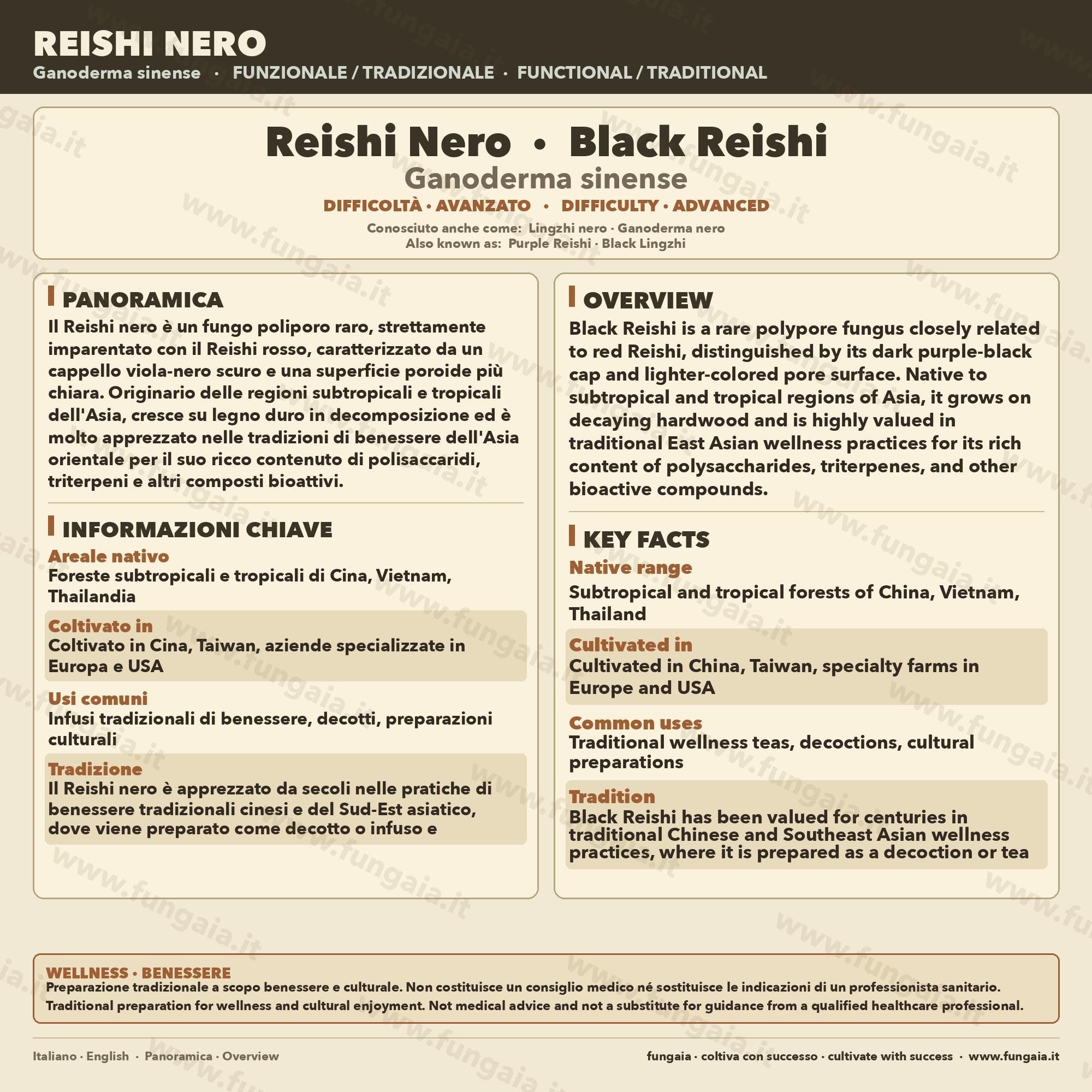 Ganoderma sinense Black Reishi Liquid Culture • Rare Chinese Reishi Mycelium for Gourmet Cultivation