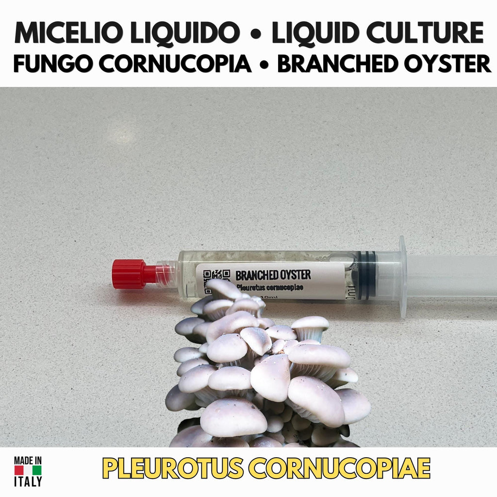 Pleurotus cornucopiae Liquid Culture • Branched Oyster Mushroom • Gourmet Cultivation LC