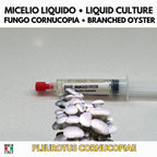Pleurotus cornucopiae Liquid Culture • Branched Oyster Mushroom • Gourmet Cultivation LC