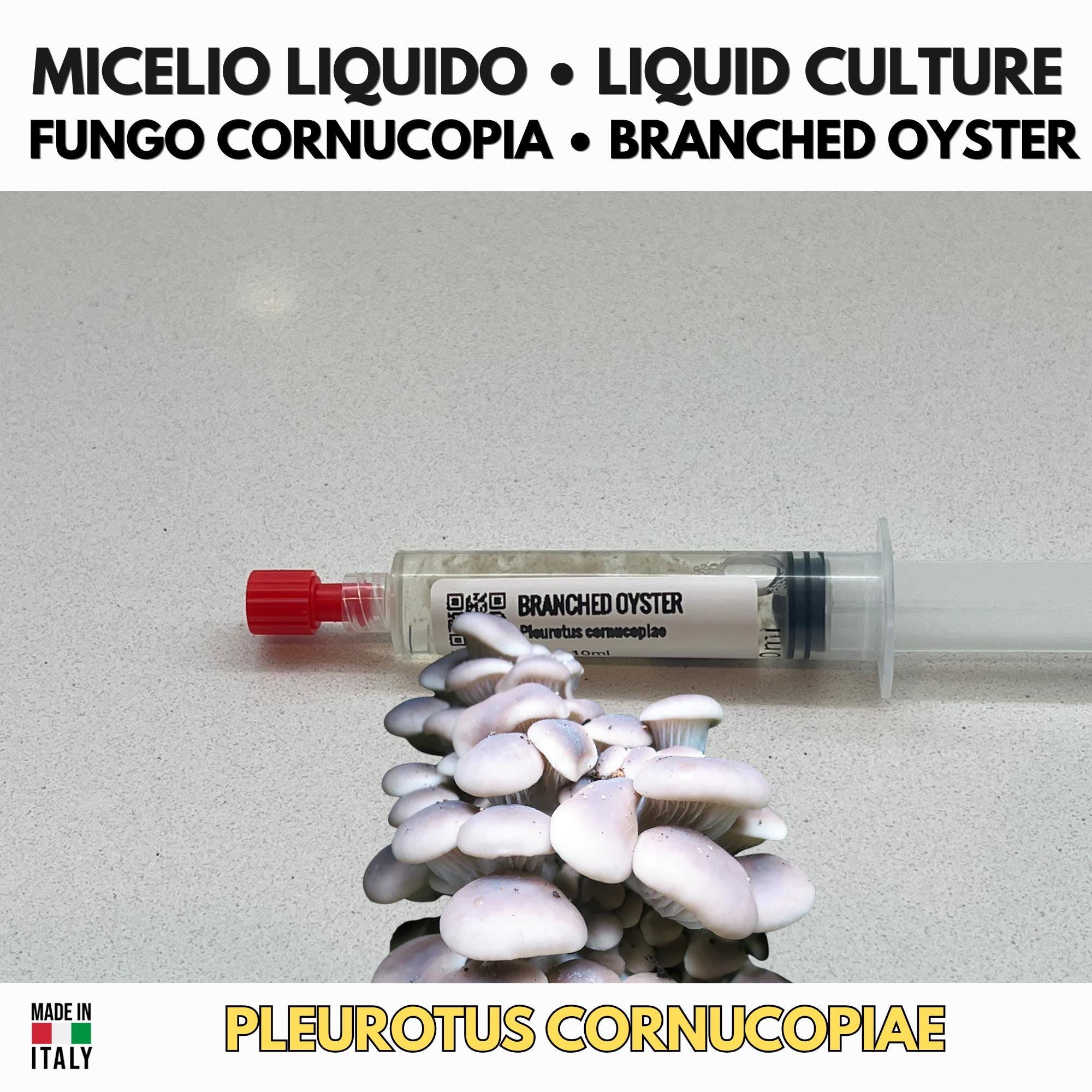 Pleurotus cornucopiae Liquid Culture • Branched Oyster Mushroom • Gourmet Cultivation LC