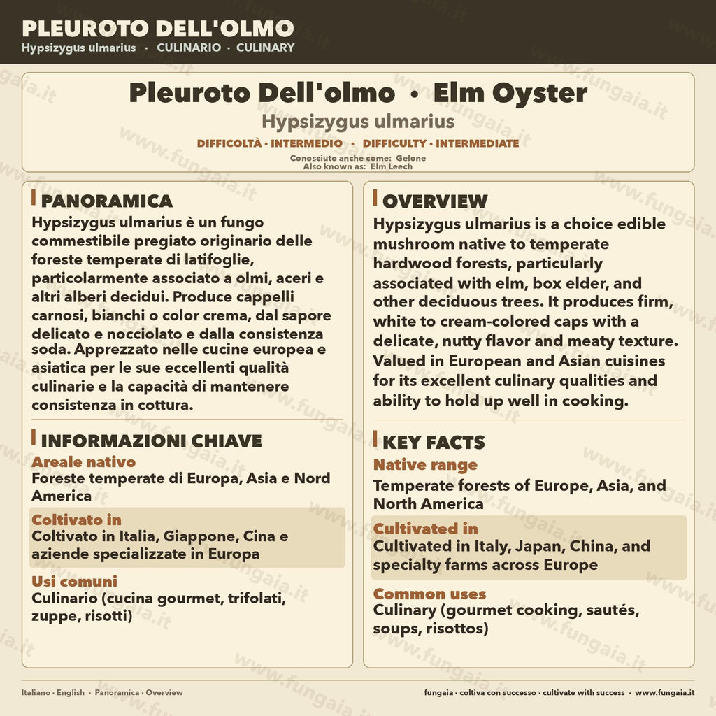 Hypsizygus ulmarius Elm Oyster Liquid Culture | Shimeji Mushroom Mycelium for Gourmet Cultivation