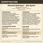 Hypsizygus ulmarius Elm Oyster Liquid Culture | Shimeji Mushroom Mycelium for Gourmet Cultivation