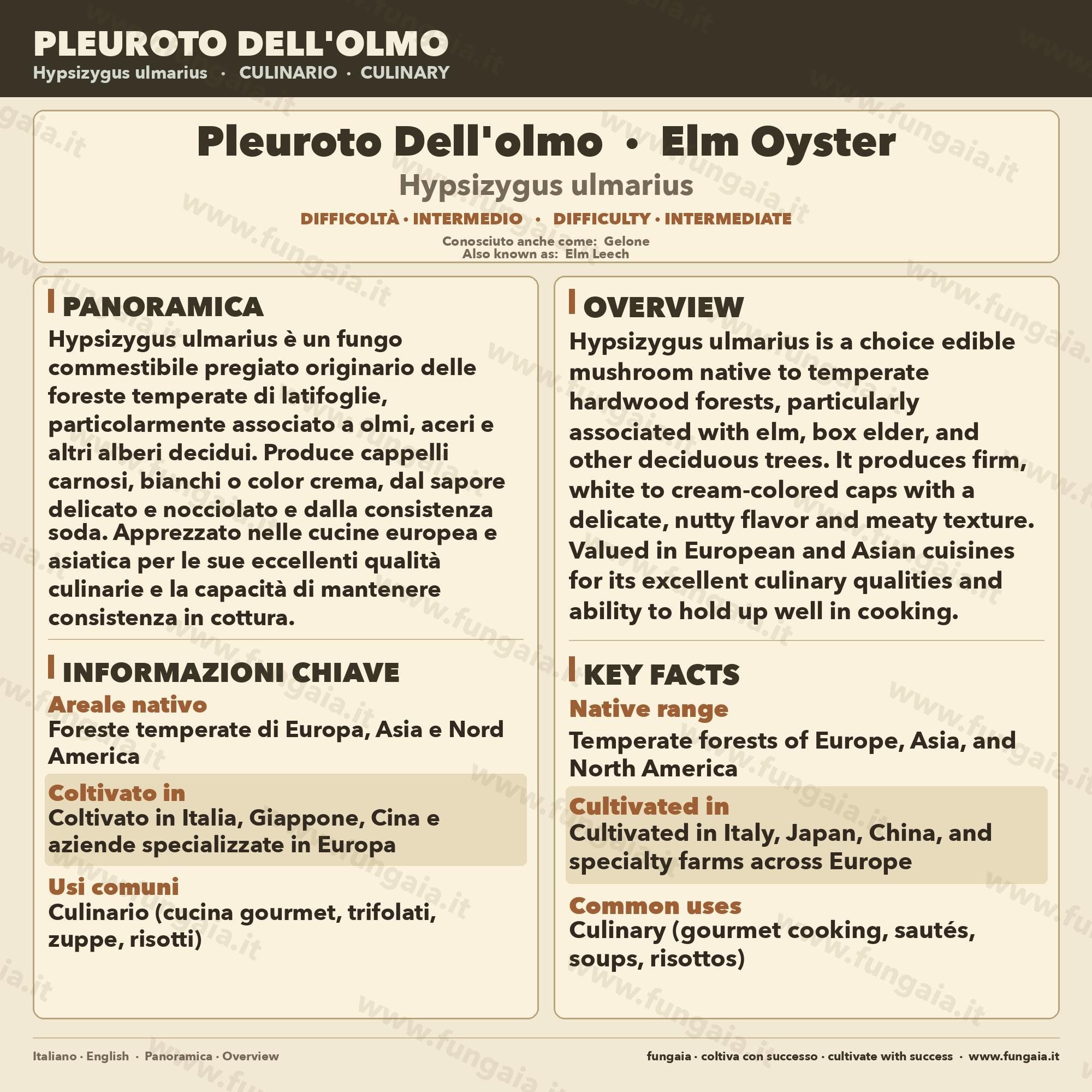 Hypsizygus ulmarius Elm Oyster Liquid Culture | Shimeji Mushroom Mycelium for Gourmet Cultivation