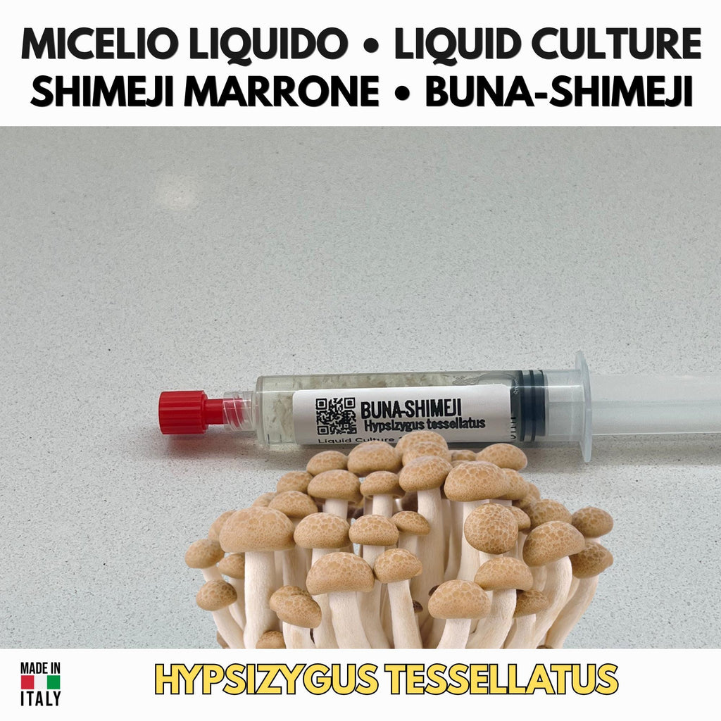 Coltura Liquida Shimeji Marrone Hypsizygus tessellatus Gourmet