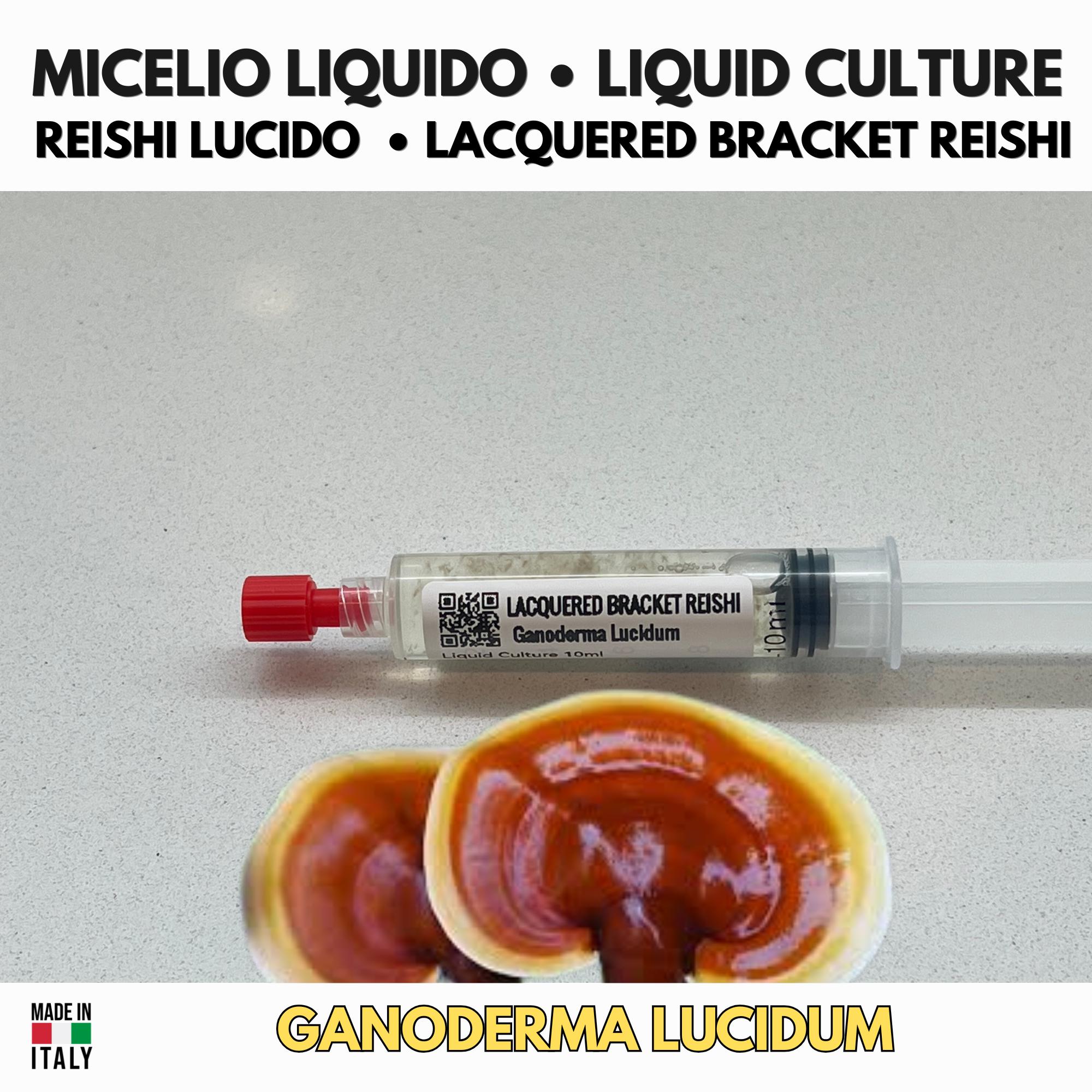 Lacquered Bracket Reishi Liquid Culture | Ganoderma resinaceum | Active Mycelium for Cultivation and Mycological Study