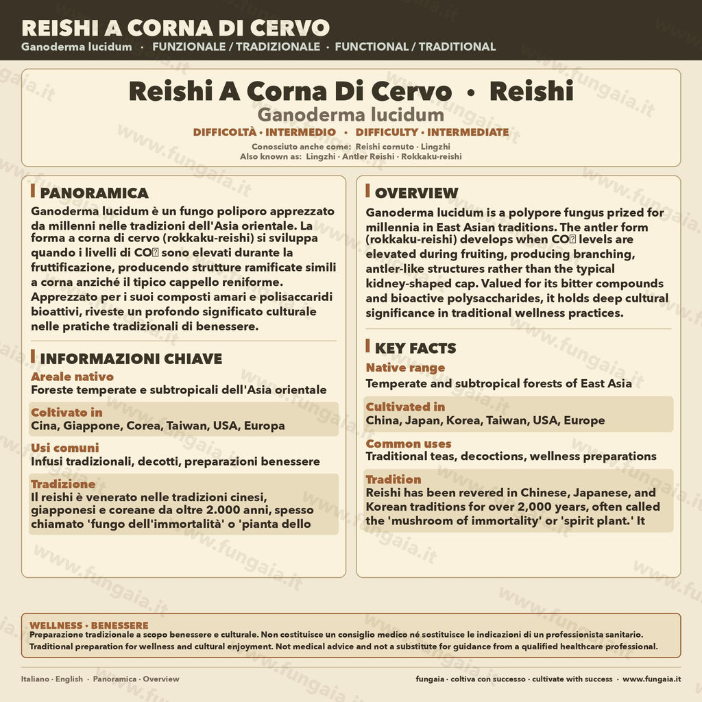 Coltura Liquida Reishi Lucido | Ganoderma resinaceum | Micelio