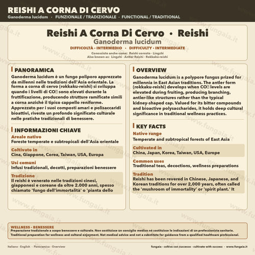 Lacquered Bracket Reishi Liquid Culture | Ganoderma resinaceum | Active Mycelium for Cultivation and Mycological Study