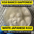 White Koji Aspergillus oryzae Fully Colonized Petri Dish Culture Premium Fermentation Starter