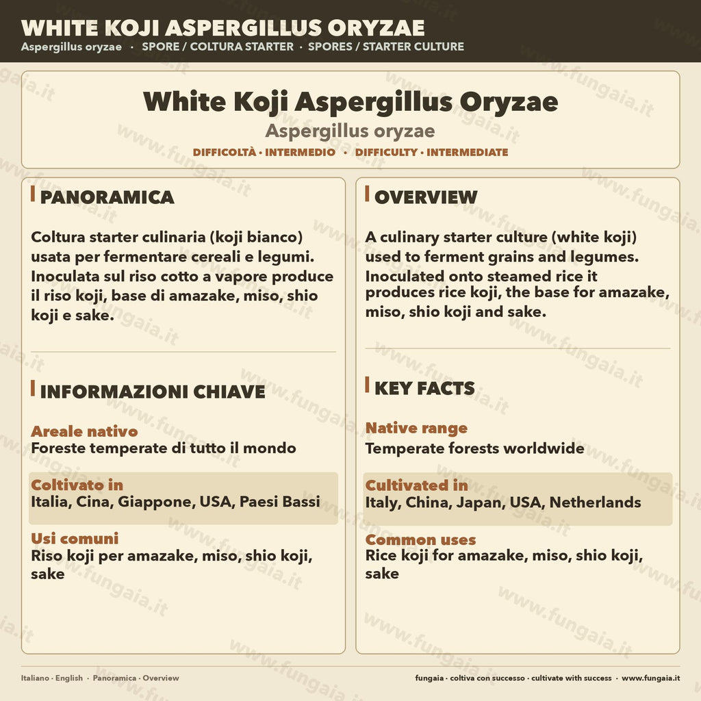 White Koji Aspergillus oryzae Fully Colonized Petri Dish Culture Premium Fermentation Starter