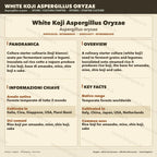White Koji Aspergillus oryzae Fully Colonized Petri Dish Culture Premium Fermentation Starter