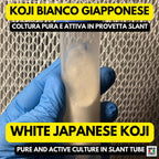 Koji Bianco Aspergillus oryzae Slant Agar | Coltura Premium
