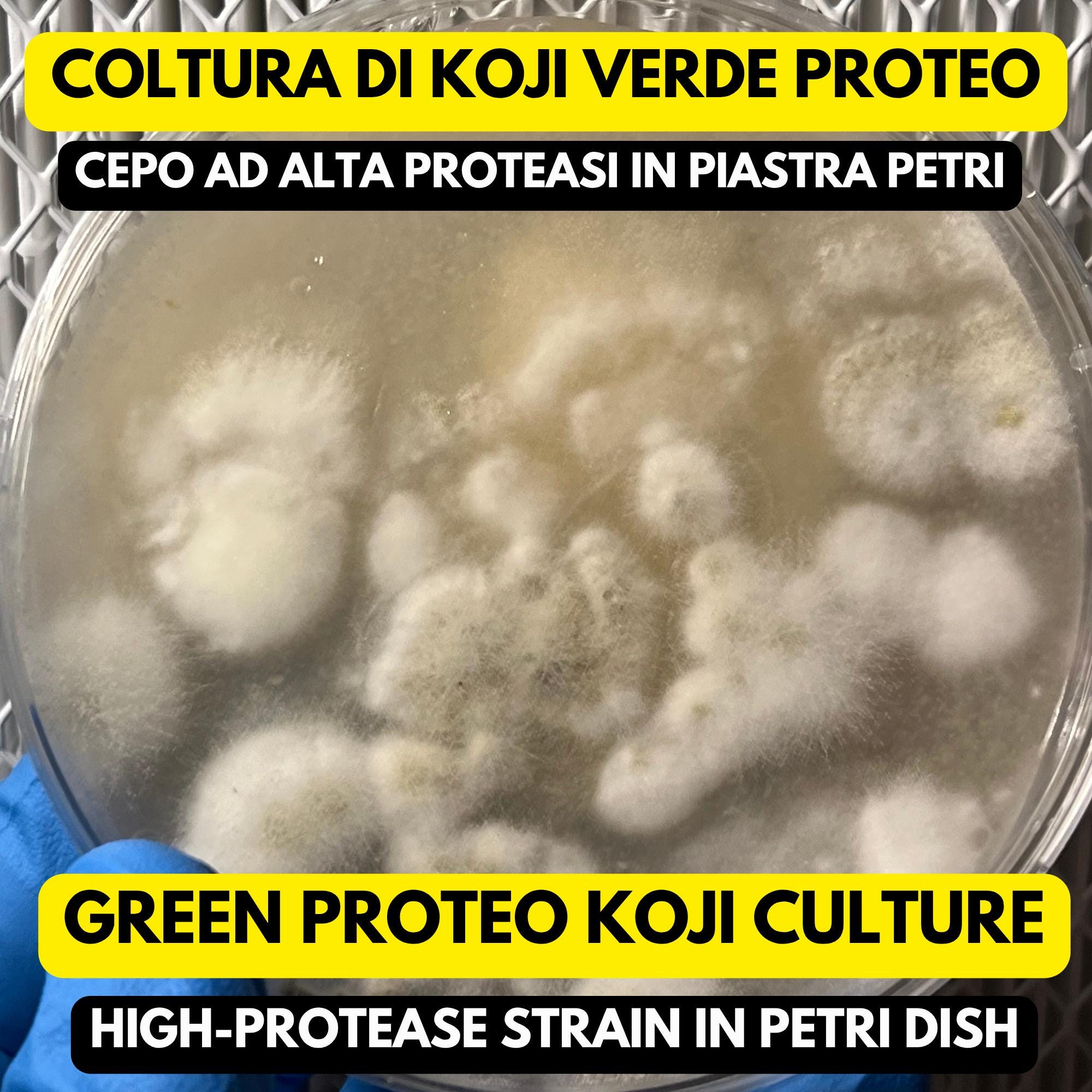 Koji Green Proteo Aspergillus oryzae Piastra Petri Colonizzata