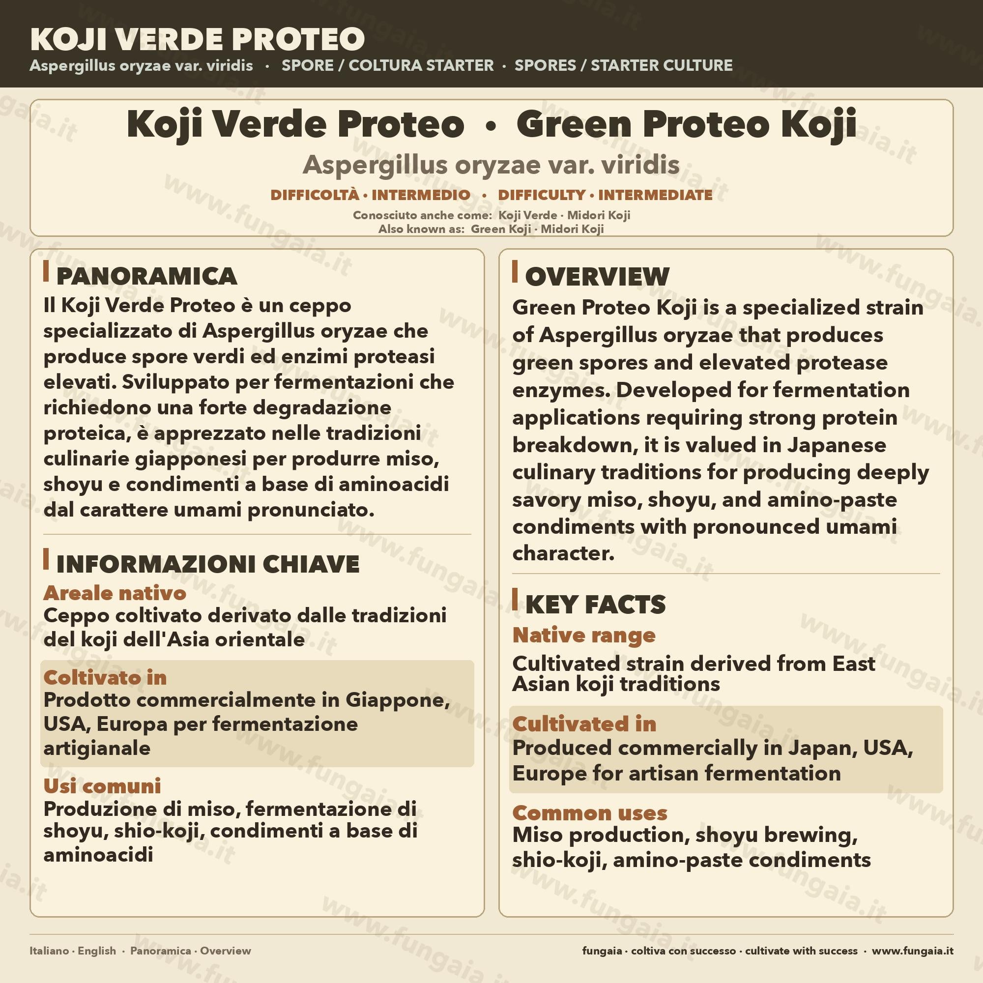 Koji Green Proteo Aspergillus oryzae Piastra Petri Colonizzata