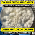 Piastra Petri Koji Green Amilo | Aspergillus oryzae per Miso