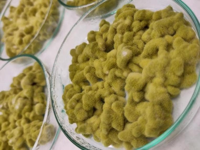 Piastra Petri Koji Green Amilo | Aspergillus oryzae per Miso