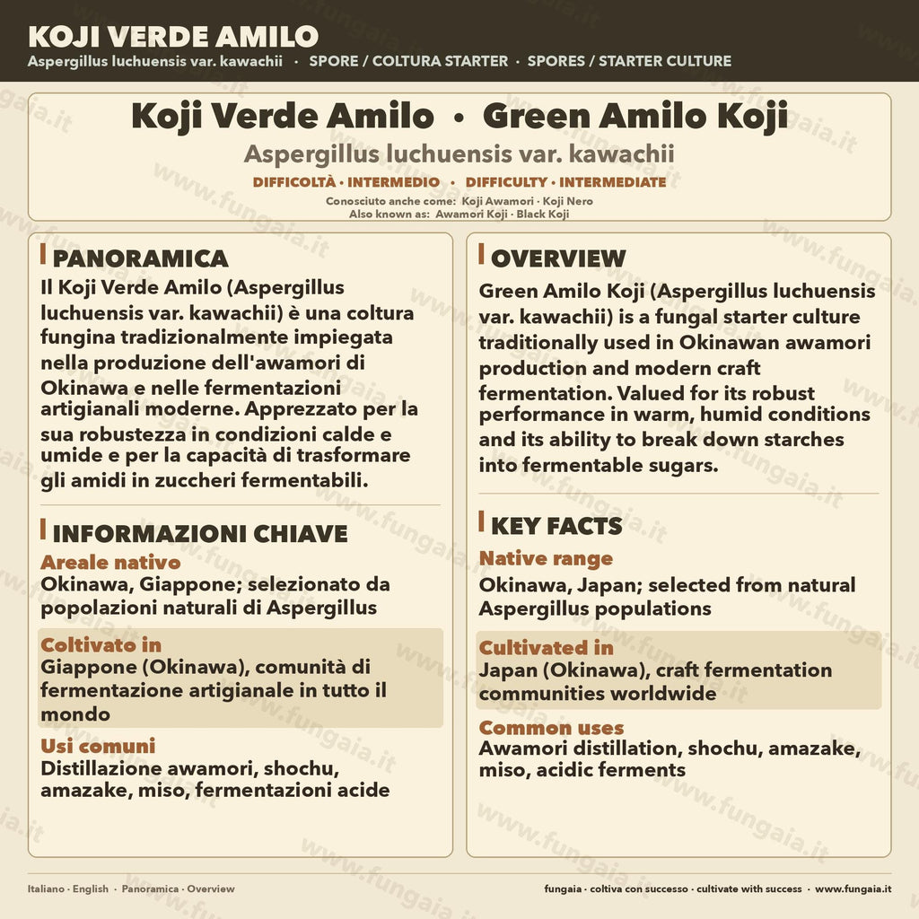 Green Amilo Koji Slant | High Saccharification Strain for Sake Amazake | Agar Culture