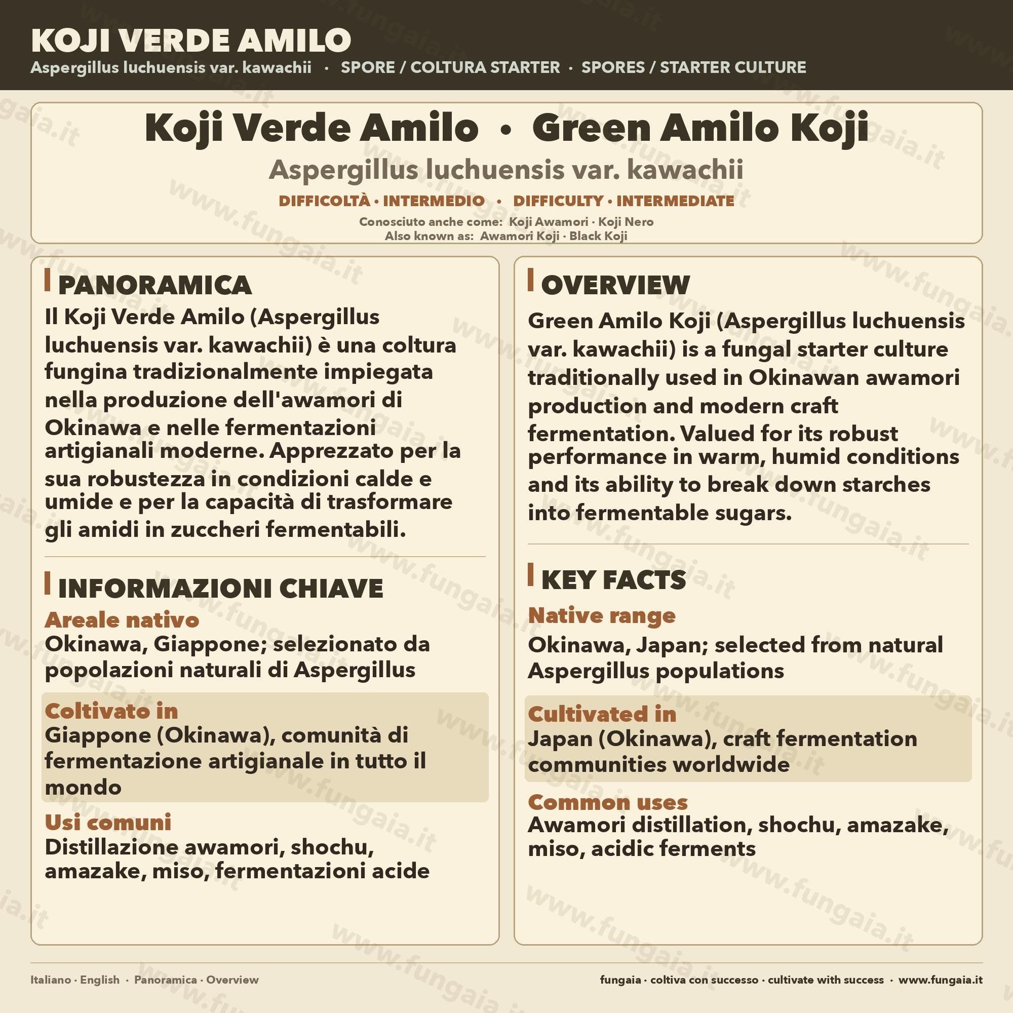 Green Amilo Koji Slant | High Saccharification Strain for Sake Amazake | Agar Culture