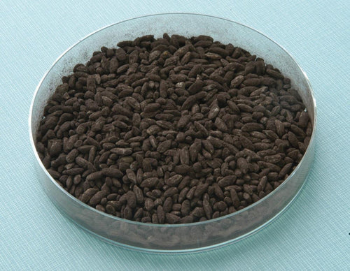 Kuro koji Aspergillus Luchuensis Spores – Premium Slant Culture for Fermentation