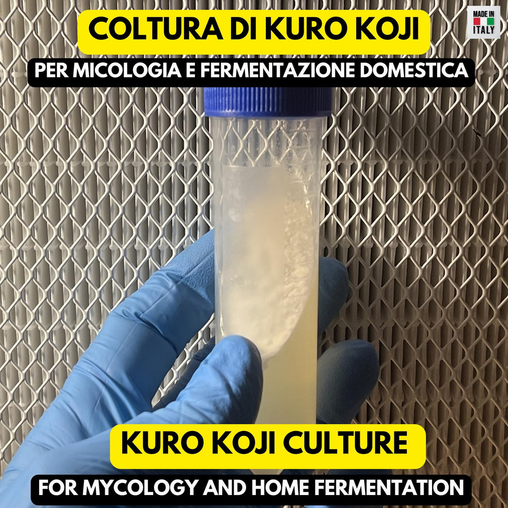 Kuro koji Aspergillus Luchuensis Spores – Premium Slant Culture for Fermentation