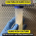 Kuro koji Aspergillus Luchuensis Spores – Premium Slant Culture for Fermentation