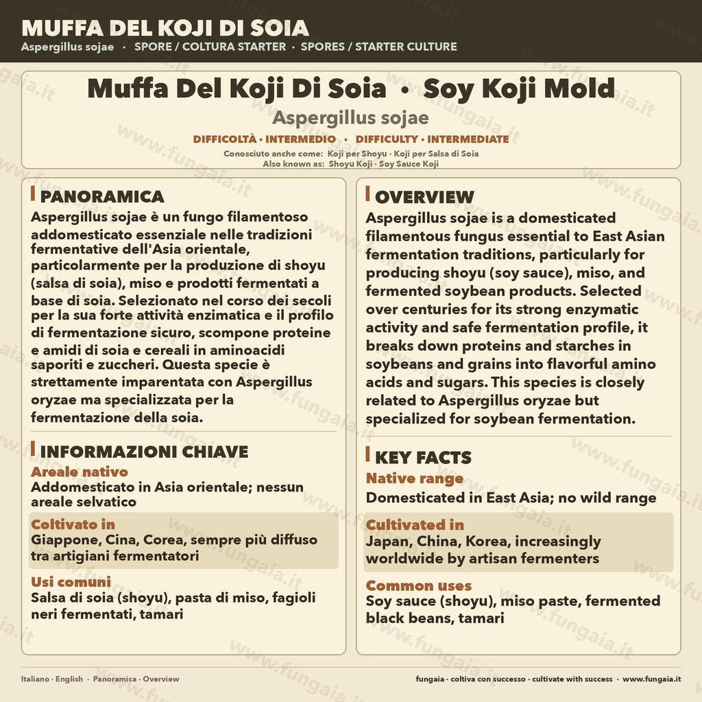 Aspergillus Sojae Slant Agar | Koji per Miso, Shoyu e Soia