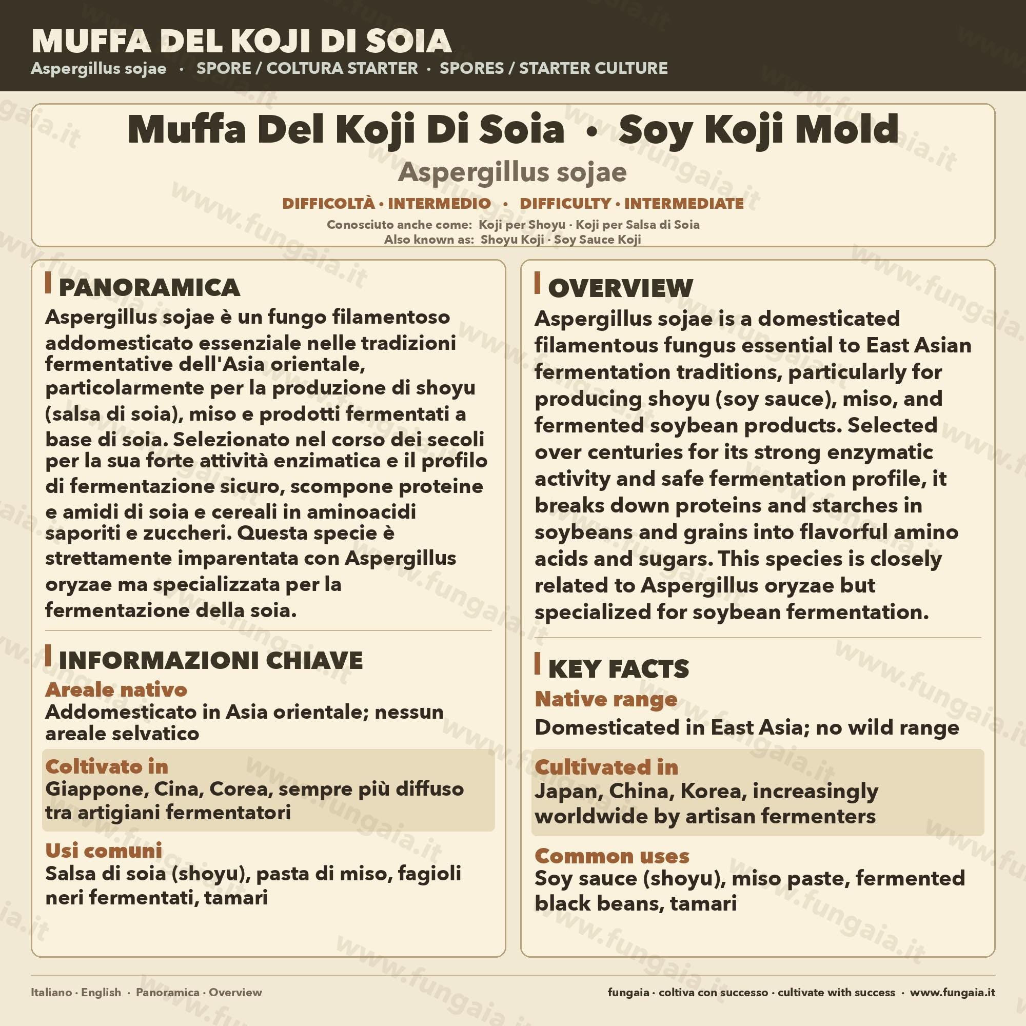 Aspergillus Sojae Slant Agar | Koji per Miso, Shoyu e Soia
