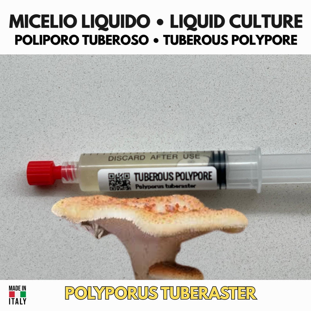 Polyporus tuberaster Liquid Culture | Pietra Fungaia Mushroom | Gourmet Cultivation LC