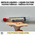 Polyporus tuberaster Liquid Culture | Pietra Fungaia Mushroom | Gourmet Cultivation LC